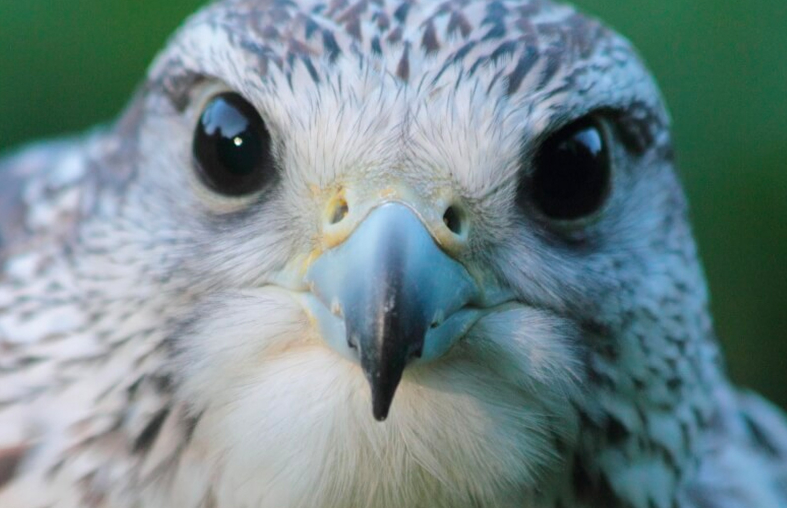 Arthur- Gyr Falcon